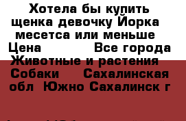 Хотела бы купить щенка девочку Йорка 2 месетса или меньше › Цена ­ 5 000 - Все города Животные и растения » Собаки   . Сахалинская обл.,Южно-Сахалинск г.